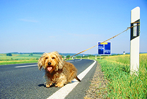 Cane abbandonato in autostrada