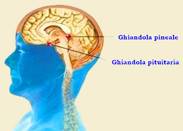 Pineale e pituitaria