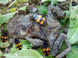 Coleotteri necrofori al lavoro su un rospo