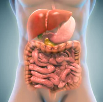 organi digestivi