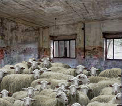 Pecore al riparo