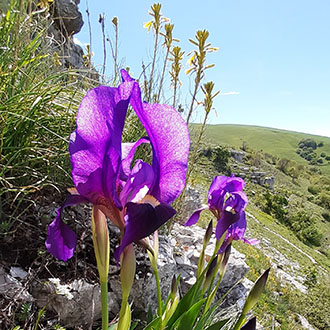 Iris montano