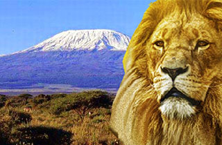 Leone e montagna Kilimanjaro