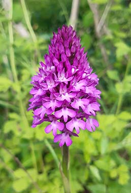 Orchis piramidalis