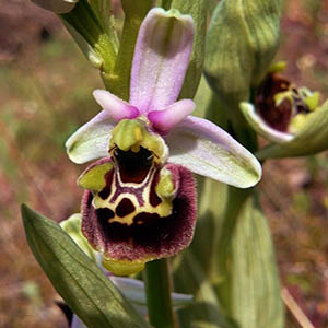 Ophrys holosericea