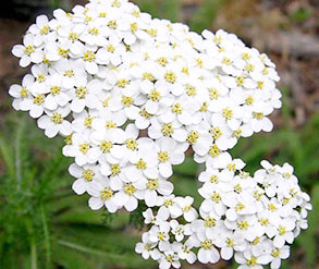 Achillea candida