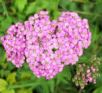 Achillea rosata