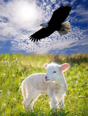 Aquila e agnello