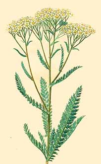 Disegno di Achillea millefolium