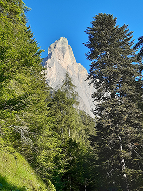 Abeti delle Dolomiti