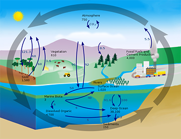 Ciclo carbonio