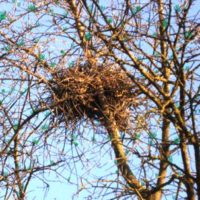 Albero con nido