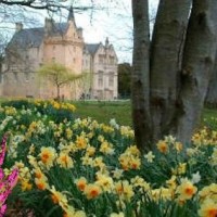 Daffodil in Scozia