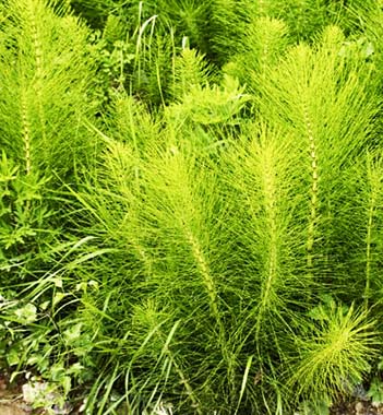 Equisetum arvense