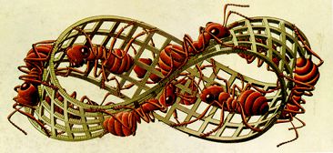 Escher «Formiche rosse»