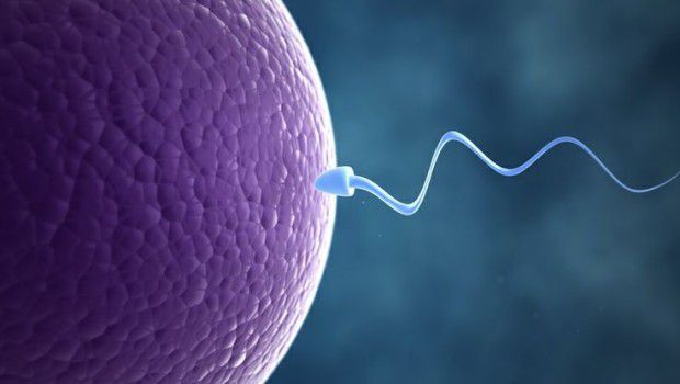 Spermatozoo e ovocita
