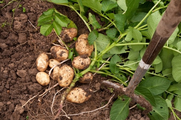 Coltivazione delle patate